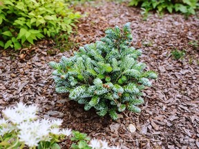 A dwarf fir tree can provide a touch of colour and complement its surroundings without overcrowding a smaller yard.