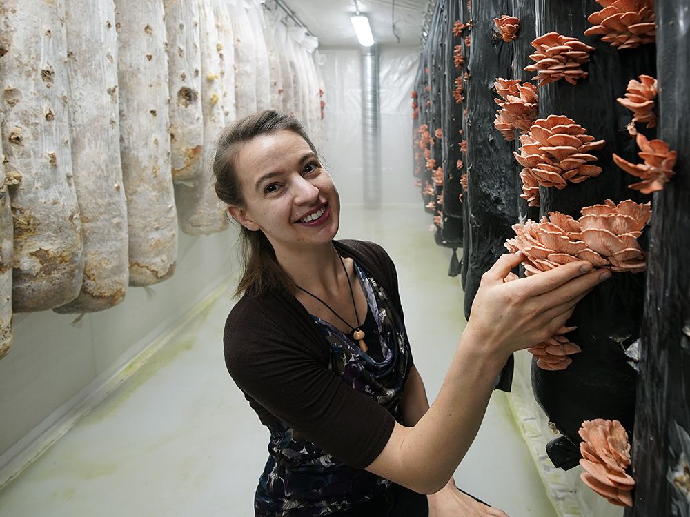 Canada’s first vertical mushroom farm is sprouting in Nisku Edmonton