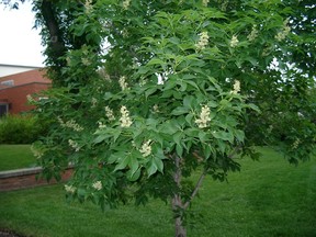 Under stressful conditions, the Ohio Buckeye tree's leaves can prematurely lose colour and fall off.