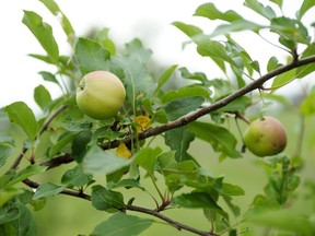 Gerald Filipski recommends keeping apple trees away from lawn fertilizer because it can diminish fruit production.