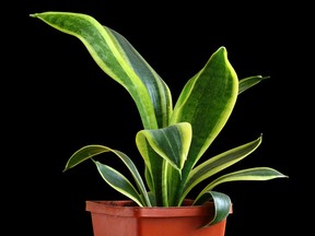 Sansevieria is relatively easy to grow, but pay attention to insect damage to preserve the plant's health.