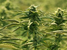 Marijuana plants grown in one of the 10 grow rooms inside Aurora Cannabis' 55,000 square foot medical marijuana production facility near Cremona, Alta.