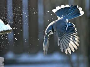Dive bombing is a blue jay stirring up the snow with its wings, heads toward a bird feeder in Edmonton, January 21, 2019.