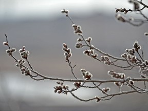Gardeners can attempt to plant their pussy willow trees outdoors over the winter, but need to offer them good winter protection in a sheltered location for them to have any chance of surviving.