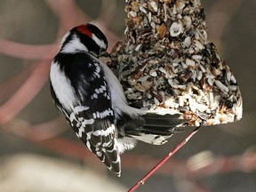 A woodpecker feeds at Hawrelak Park in Edmonton on Tuesday February 26, 2019 as temperatures climbed to -10C degress in the sunshine.