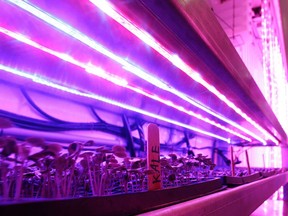 Grow lights can help compensate for the lack of sunlight during the winter months.