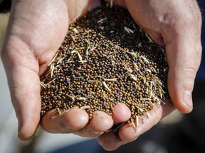 Canola grower David Reid checks on his storage bins full of last year's crop of canola seed on his farm near Cremona, Alta., on March 22, 2019. China's government has blocked imports of canola seed from a second major Canadian exporter, Viterra Inc. China's General Administration of Customs announced Tuesday on its website that its officials had detected several hazardous organisms in shipments of canola from Viterra.