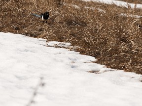 A magpie looks for food in dry grass exposed by melting snow in Strathearn Park in Edmonton, on Thursday, March 21, 2019. Photo by Ian Kucerak/Postmedia