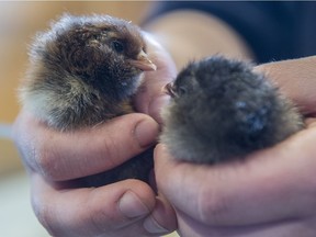 A pair of chicks born less than 24 hours earlier meet the cameras when media was invited to  a sneak peek of the new Urban Farm, the first portion of Nature's Wild Backyard at the Edmonton Valley Zoo on Friday, March 22, 2019.