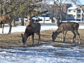 A small herd of deer grazing on brown grass on a patch of open field near 29 Avenue and 101 Street in Edmonton, March 14, 2019.