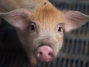 A piglet on a pig farm outside of Beijing.