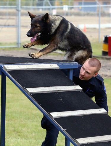 Edmonton Police Service Canine Unit member Const. Scott Mitchler and his dog Jack run through the obstacle course at the Vallevand Dog Kennels, 12211-124 Ave., in Edmonton, AB on September 18, 2014. Mitchler is one of three canine unit members who placed in the top five at the annual Canadian Police Canine Association dog trials in Kelowna, B.C. last week.  TREVOR ROBB/Edmonton Sun/QMI Agency