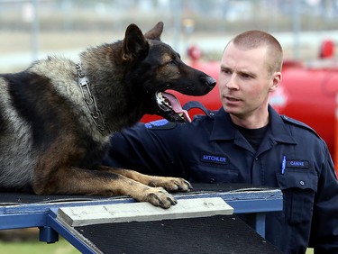 Edmonton Police Service Canine Unit member Const. Scott Mitchler and his dog Jack run through the obstacle course at the Vallevand Dog Kennels, 12211 124 Ave., in Edmonton on Sept. 18, 2014.