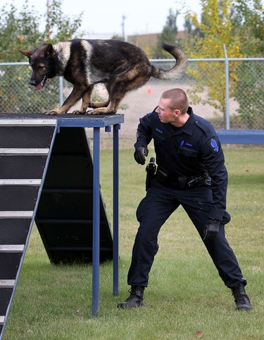Police dog Jack jumps over his handler Scott Mitchler. At the annual Canadian Police Canine Association dog trials, Edmonton canine unit took home third, fourth and fifth place overall. The friendly competition took place in Kelowna from September 10 to 14, 2014. Three EPS Canine Unit officers and their police service dogs competed against 24 handlers from law enforcement agencies across Canada in areas of obedience, agility, tracking, building searches, compound searches, evidence search and criminal apprehension.  The Edmonton Canine Unit helped a press conference to show off their hardware In Edmonton on Thursday, Sept. 18, 2014.  Perry Mah, Edmonton Sun/QMI Agency