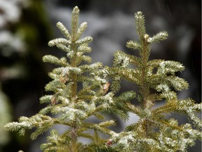 According to Gerald Filipski, spruce trees require plenty of moisture to prevent drying out and losing their needles.