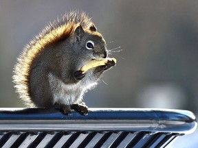 Keep your eyes on your fries as this squirrel munches down on a fry after finding a cash of them in the garbage bin its sitting on at Victoria Park in Edmonton, March 6, 2019.