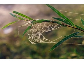 Spiders can be beneficial to gardeners, helping to remove other pests from the garden.