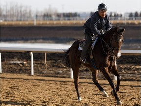 A rider takes a horse out on the new track during the grand opening of the Century Mile Racetrack and Casino in Nisku, on Monday, April 1, 2019.