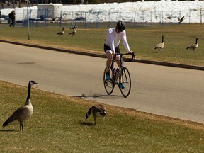 A cyclist rides past Canada geese through Hawrelak Park on a warm spring day in Edmonton, on Tuesday, April 16, 2019. Photo by Ian Kucerak/Postmedia