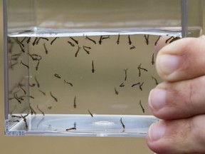 City of Edmonton Pest Management Coordinator Mike Jenkins holds mosquito larvae as he speaks to the media about the City's 2019 mosquito management program, in Edmonton Wednesday April 17, 2019.