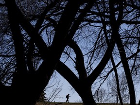 A pedestrian is framed by trees in Emily Murphy Park, while walking along Groat Road and reading a book, in Edmonton Wednesday April 24, 2019.