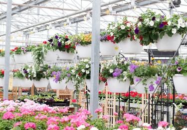 Hanging flower baskets.