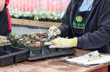 Container-planted vegetables.