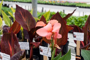 Pink canna lily.