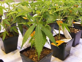 Cannabis seedlings at the new Aurora Cannabis facility in Montreal on November 24, 2017. That skunky smell greeting travellers at the Edmonton airport may not mean the stinky critters are running lose in the area. The Edmonton International Aiport is now home to Aurora Sky, one of the world's largest cannabis production facilities. But Aurora Cannabis, the company that operates the facility, is going to great lengths to mitigate scent of pot that could waft through local hotels and outlet stores.