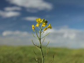 A lone canola blossom over a field near Beiseker, Alberta. File photo.