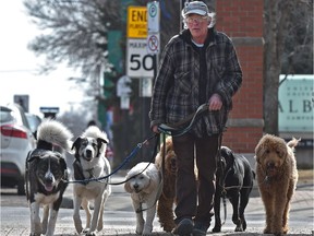 Dog walker Michael Borowski has his leashes full walking the herd of dogs along 91 St. near 86 Ave. which he has been doing for the past 18 years in Edmonton, April 5, 2019. Ed Kaiser/Postmedia