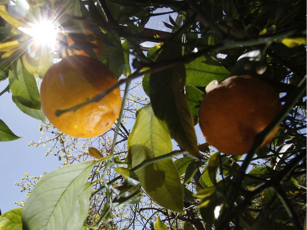 Growing Things Protect and prune grapefruit tree to encourage fruit