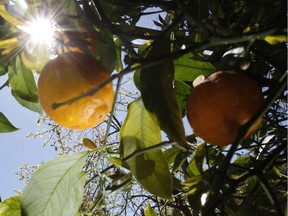 According to Gerald Filipski, grapefruit trees can take anywhere from six to nine years to produce fruit.