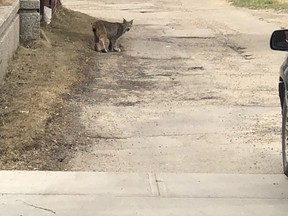 Todd Currie saw this lynx near his North Glenora home last month.