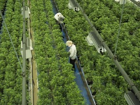 Staff work in a marijuana grow room at Canopy Growth's Tweed facility in Smiths Falls, Ont.