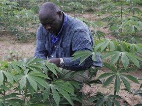 In this photo taken Tuesday, Oct. 2, 2012. Richardson Okechukwu, a scientist who studies cassava, inspects plants at the International Institutes For Tropical Agriculture in Ibadan, Nigeria.