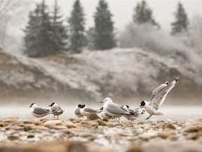 Gulls are seen on a foggy morning on the shore of the North Saskatchewan River near Gold Bar Park in Edmonton on Thursday, May 2, 2019.