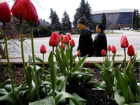 Pedestrians walk past tulips outside the Butterdome at the University of Alberta, in Edmonton Thursday May 2, 2019.