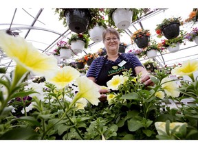 Anita McDonald poses for a photo at Kuhlmann's Greenhouse, 1320 167 Ave., in Edmonton Sunday May 5, 2019. Photo by David Bloom