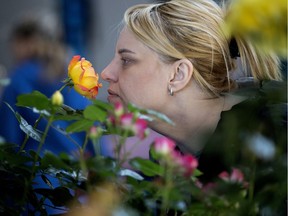 A customer takes time to smell the roses at Erdmann's Garden and Greenhouse booth in Callingwood Farmers' Market, which opened last week.