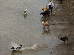 Dogs and their owners play along the banks of the North Saskatchewan River in Buena Vista Park in Edmonton, on Tuesday, May 14, 2019.