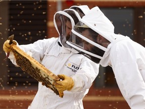 MacEwan University assistant beekeeper Liam Wilson (right) and urban beekeeper Troy Donovan unwrap the university's hives for the season on the roof of Building 5 in Edmonton, on Thursday, May 16, 2019. Photo by Ian Kucerak/Postmedia