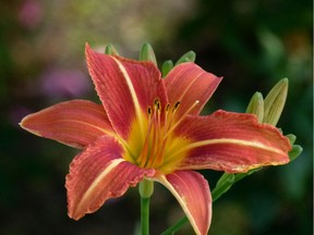 Protect tiger lilies by ensuring that the roots are never allowed to dry out.