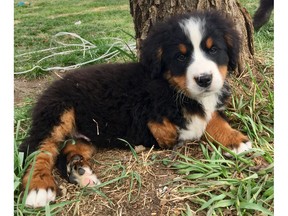 Thor, an 11-week-old puppy with three legs, is looking fro a new home to live with a family with a similar impairment