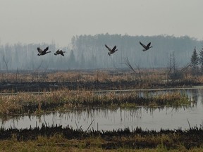 Geese take-off from a pond next to scorched earth along Highway 35 and 10 km south of High Level where about 4000 residents were evacuated from the Chuckegg Creek fire that is still approximately three kilometres from the town site, May 22, 2019.
