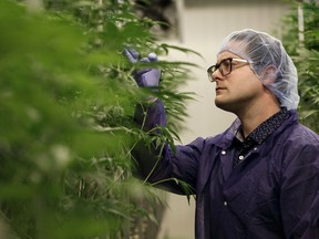 CEO Sheldon Croome, poses for a photo during a tour of Atlas Growers in Lac St. Anne County, on Tuesday, May 28, 2019. The company is partnering with Harvard University to study medicinal cannabis uses. The facillity can currently produce 5,000 kg of dried cannabis annually as well as mass quantities of refined cannabis concentrate and medical delivery products. Photo by Ian Kucerak/Postmedia