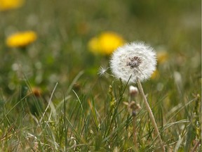 A dandelion plant going to seed is seen outside Argyll Velodrome in Mill Creek Ravine Park in Edmonton, on Wednesday, May 29, 2019.