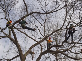 Arborists from the City of Edmonton and Davey Tree Care Services climbed into an Elm tree to save stuffed animals on the branches. Grade one students from across Edmonton learned more about Arbour Day on May 10 2019,at Whitemud Park.