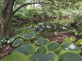 Hostas are a good choice to grow under trees, as they can thrive under less sunny conditions.