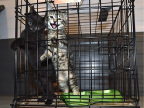 Judi Derksen of La Crete is looking after a dozen cats, including these two kittens, on Saturday, May 25, 2019. The animals were removed by emergency crews from the town of High Level, where about 4,000 residents were evacuated from the town site due to the Chuckegg Creek wildfire.